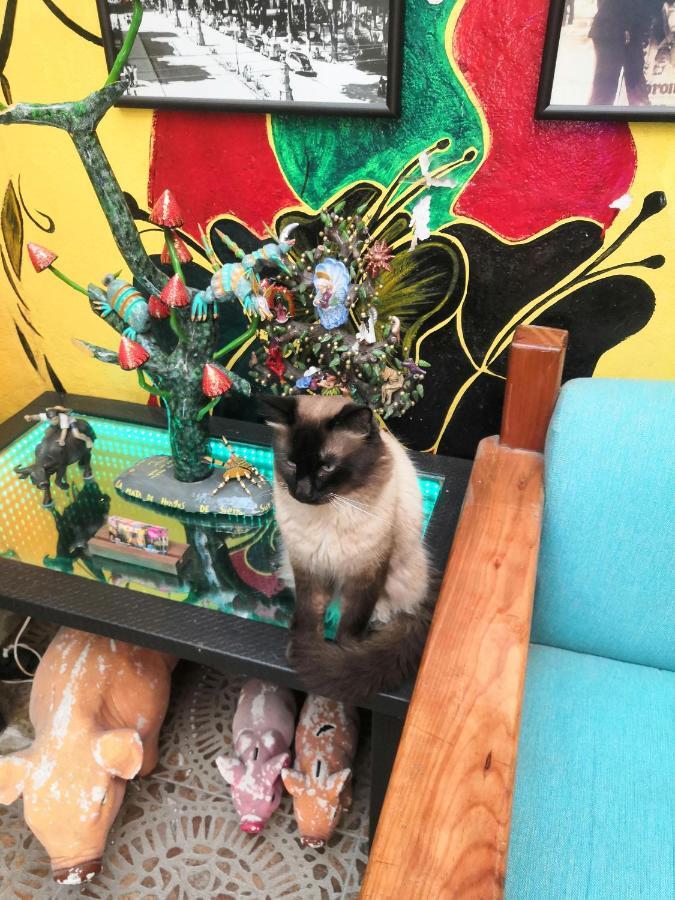 Hostal Oaxaca Magic Kültér fotó